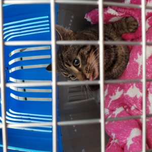 Trwają sterylizacje kotów wolno żyjących i bezdomnych w ramach zadania 