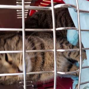 Trwają sterylizacje kotów wolno żyjących i bezdomnych w ramach zadania 