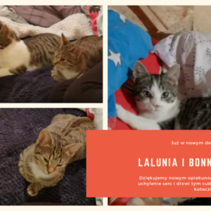 Lalunia (teraz Tina) i Bonnie (Kruszynka) - mają kochający dom!